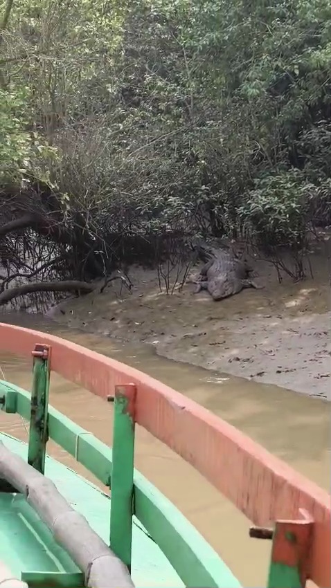 Crocodile Creek Cruise - Bhitarkanika Wildlife Video Safari
